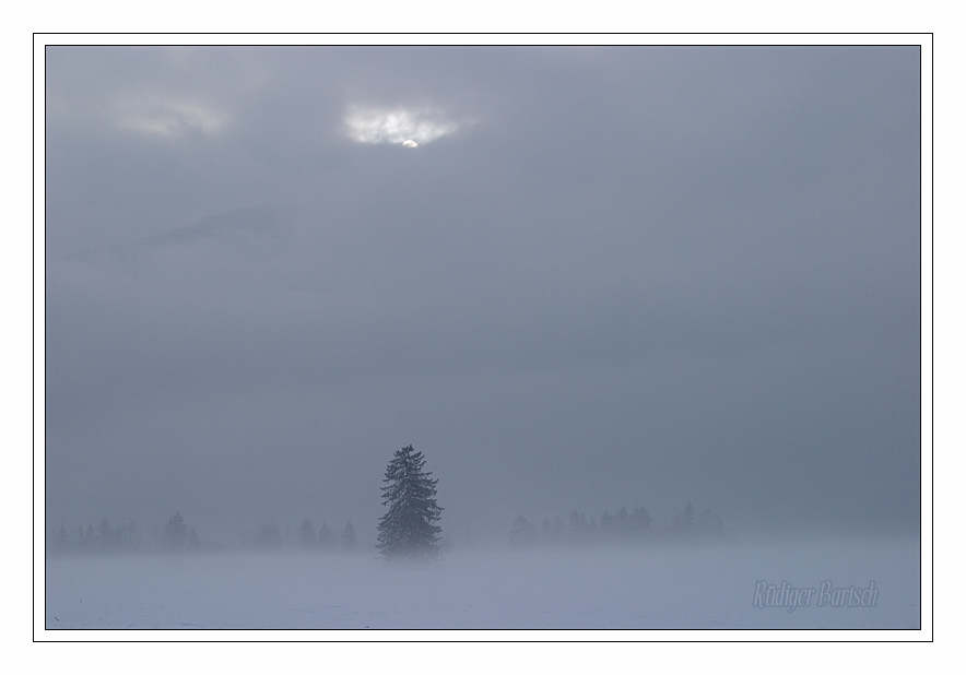 Foto - Bild- Baum im Kocheler Moor