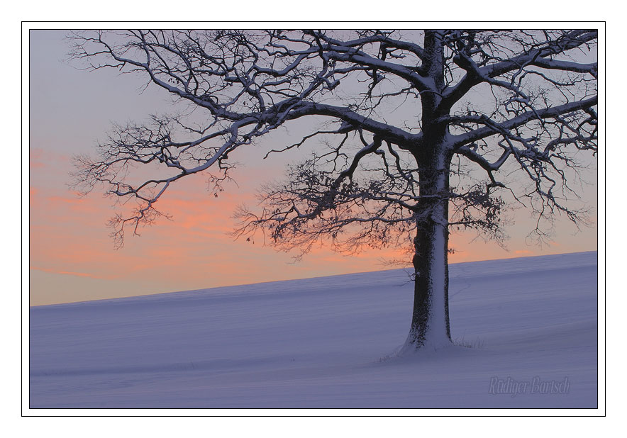 Foto - Bild- Eiche im blauen Schnee