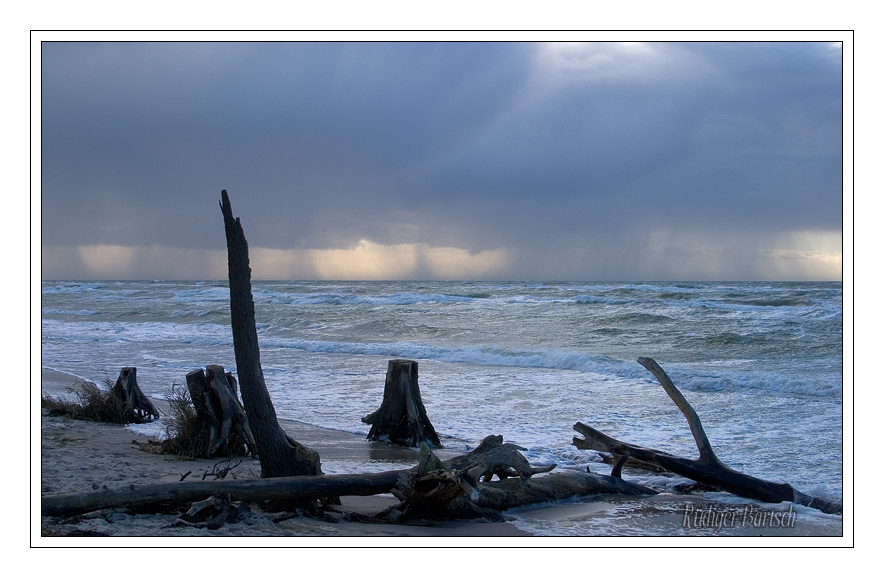 Foto - Bild- Totes Holz, Weststrand, Dar�