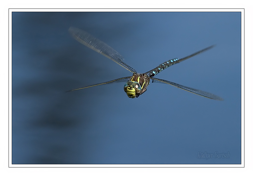 Foto - Bild- Torfmosaikjungfer, Aeshna juncea, M�nnchen