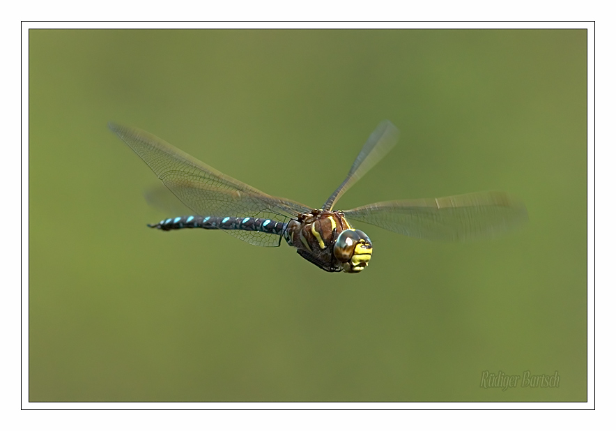 Foto - Bild- Torfmosaikjungfer, Aeshna juncea, M�nnchen