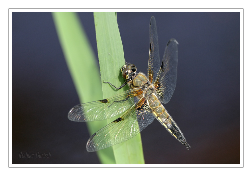 Foto - Bild- Vierfleck, Libellula quadrimaculata, M�nnchen