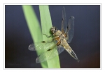 Foto Vierfleck, Libellula quadrimaculata, M�nnchen