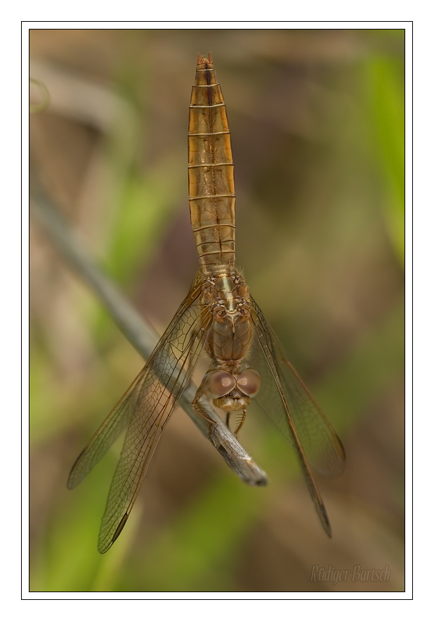Foto - Bild- Feuerlibelle, Crocothemis erythraea, Weibchen