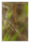 Foto Feuerlibelle, Crocothemis erythraea, Weibchen