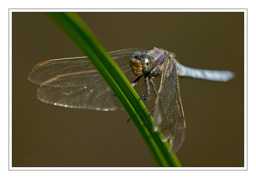 Foto - Bild- Kleiner Blaupfeil, Orthetrum coerulescens, M�nnchen