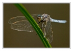 Foto Kleiner Blaupfeil, Orthetrum coerulescens, M�nnchen