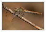 Foto Blutrote Heidelibelle, Sympetrum sanguineum, Weibchen