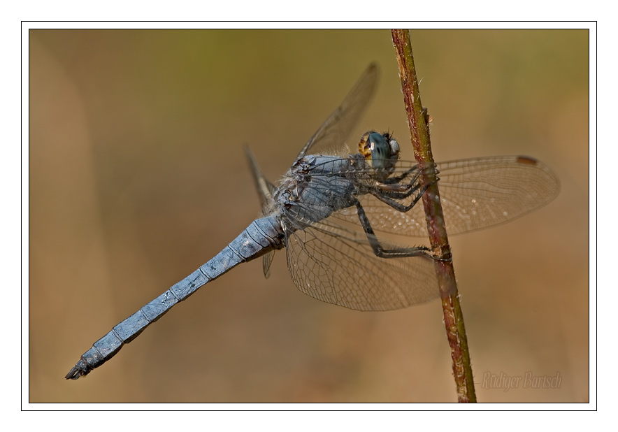 Foto - Bild- S�dlicher Blaupfeil, Orthetrum brunneum, M�nnchen