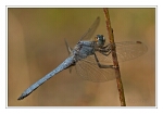 Foto S�dlicher Blaupfeil, Orthetrum brunneum, M�nnchen