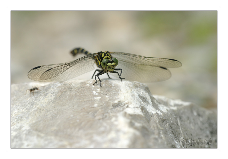 Foto - Bild- Kleine Zangenlibelle, Onychogomphus forcipatus forcipatus, M�nnchen