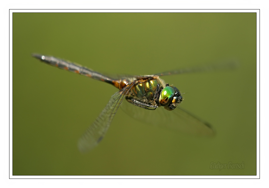 Far spiegel yamaha r6