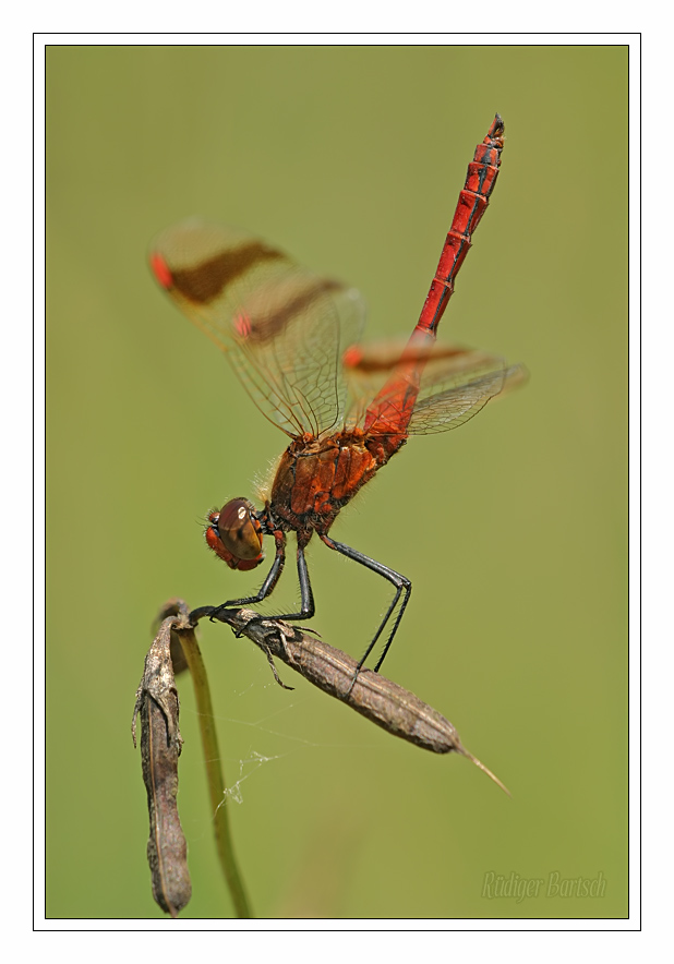 Foto - Bild- Geb�nderte Heidelibelle, Sympetrum pedemontanum, M�nnchen