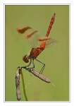 Foto Geb�nderte Heidelibelle, Sympetrum pedemontanum, M�nnchen
