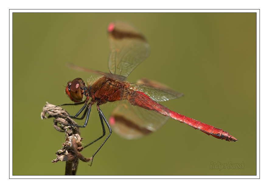 Foto - Bild- Geb�nderte Heidelibelle, Sympetrum pedemontanum, M�nnchen