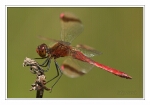 Foto Geb�nderte Heidelibelle, Sympetrum pedemontanum, M�nnchen