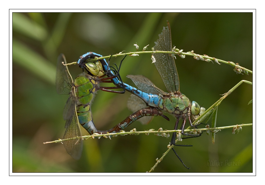 Foto - Bild- Gro�e K�nigslibelle, Anax imperator, Paarung