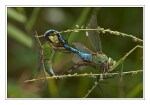 Foto Groe Knigslibelle, Anax imperator, Paarung