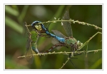 Foto Gro�e K�nigslibelle, Anax imperator, Paarung