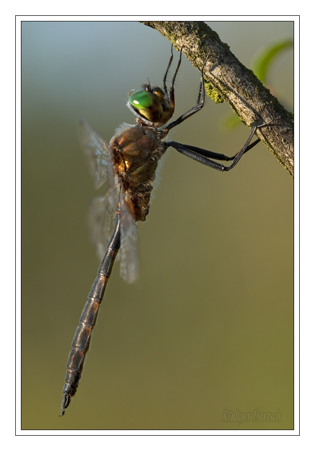 Foto - Bild- Gefleckte Smaragdlibelle, Somatochlora flavomaculata, M�nnchen