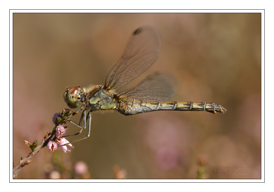 Foto - Bild- Gro�e Heidelibelle, Sympetrum striolatum , Weibchen