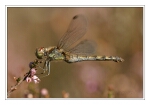 Foto Gro�e Heidelibelle, Sympetrum striolatum , Weibchen