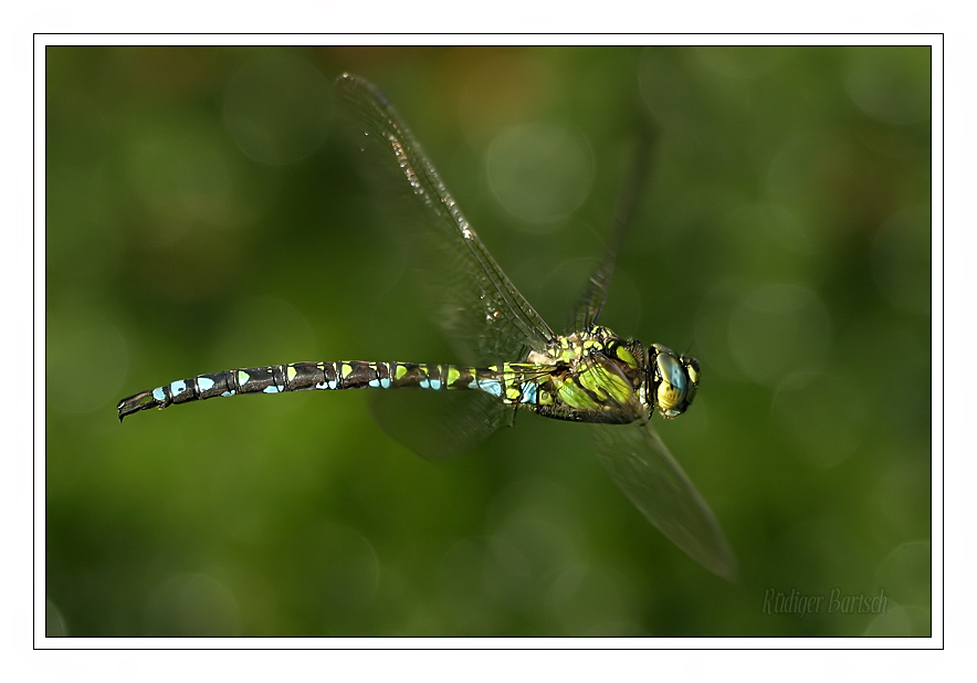 Foto - Bild- Blaugr�ne Mosaikjungfer, Aeshna cyanea, M�nnchen