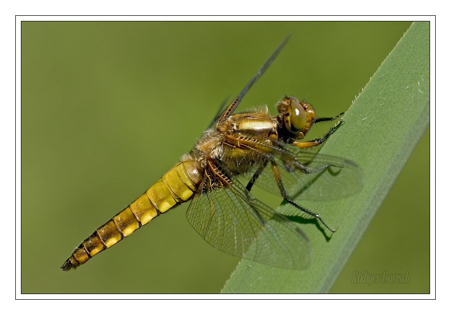 Foto - Bild- Plattbauch, Libellula depressa, M�nnchen, Jungtier