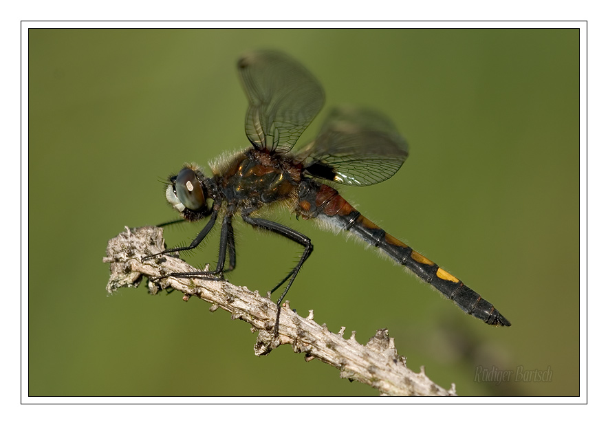 Foto - Bild- Gro�e Moosjungfer, Leucorrhinia pectoralis, M�nnchen