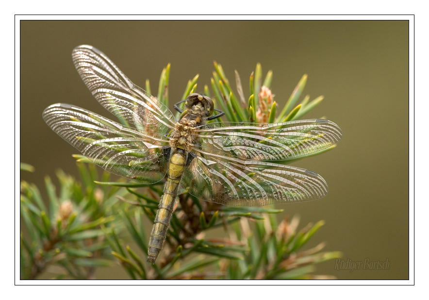 Foto - Bild- Gro�e Moosjungfer, Leucorrhinia pectoralis, Weibchen, Jungtier