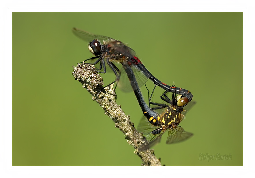 Foto - Bild- Kleine Moosjungfer, Leucorrhinia dubia, Paarung