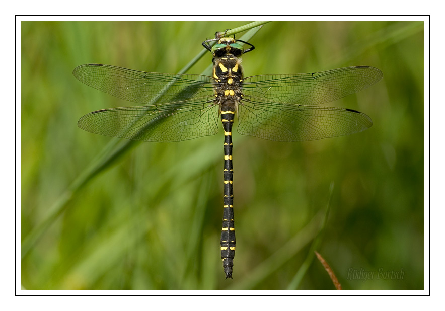 Foto - Bild- Zweigestreifte Quelljungfer, Cordulegaster boltonii, M�nnchen