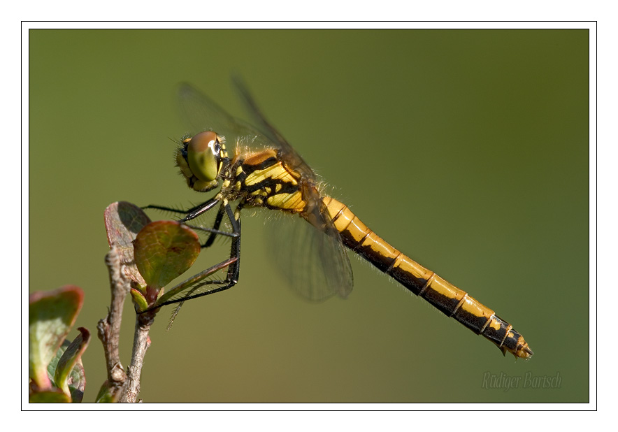Foto - Bild- Schwarze Heidelibelle, Sympetrum danae, Weibchen