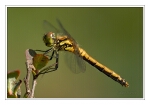 Foto Schwarze Heidelibelle, Sympetrum danae, Weibchen