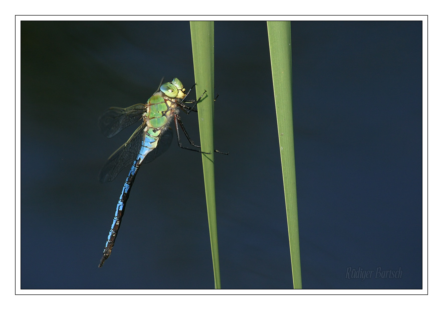 Foto - Bild- Gro�e K�nigslibelle, Anax imperator, M�nnchen