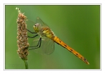 Foto Sumpf-Heidelibelle, Sympetrum depressiusculum, Weibchen, Jungtier