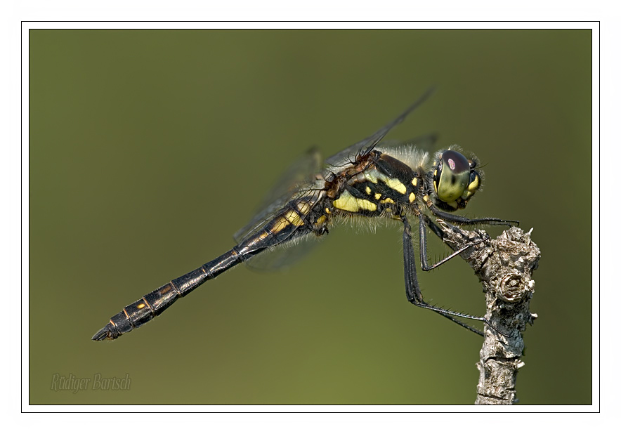 Foto - Bild- Schwarze Heidelibelle, Sympetrum danae, M�nnchen