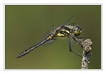 Foto Schwarze Heidelibelle, Sympetrum danae, M�nnchen