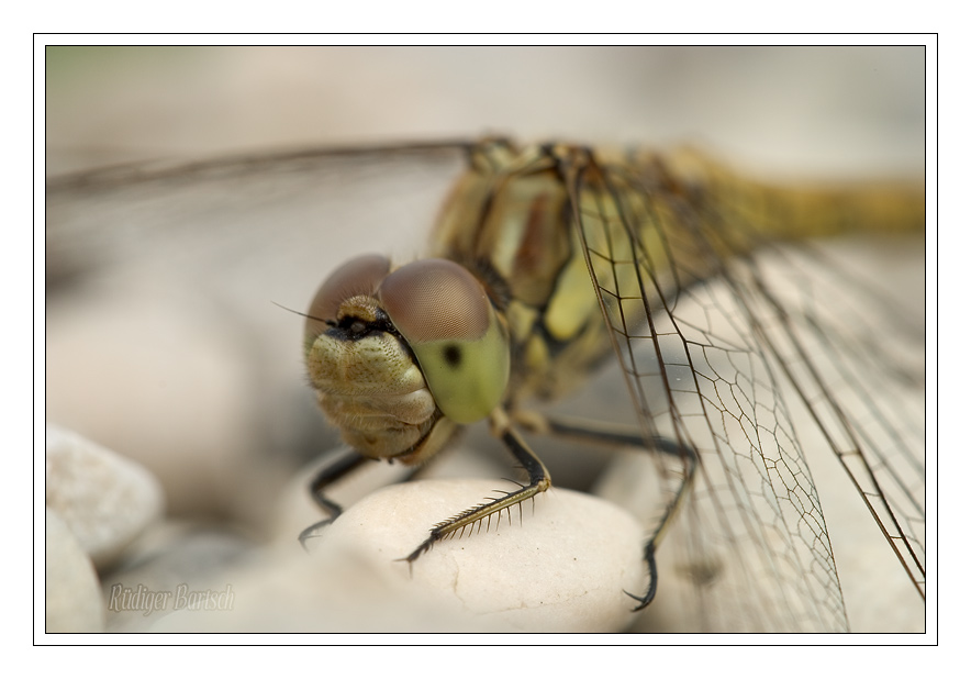 Foto - Bild- Gemeine Heidelibelle, Sympetrum vulgatum, Weibchen