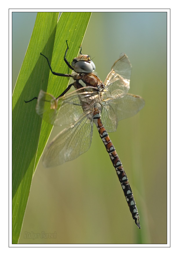 Foto - Bild- Torfmosaikjungfer, Aeshna juncea, M�nnchen, Jungtier