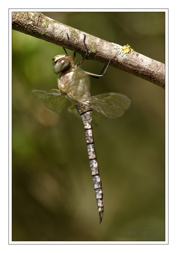 Foto - Bild- Herbstmosaikjungfer, Aeshna mixta, M�nnchen, Jungtier