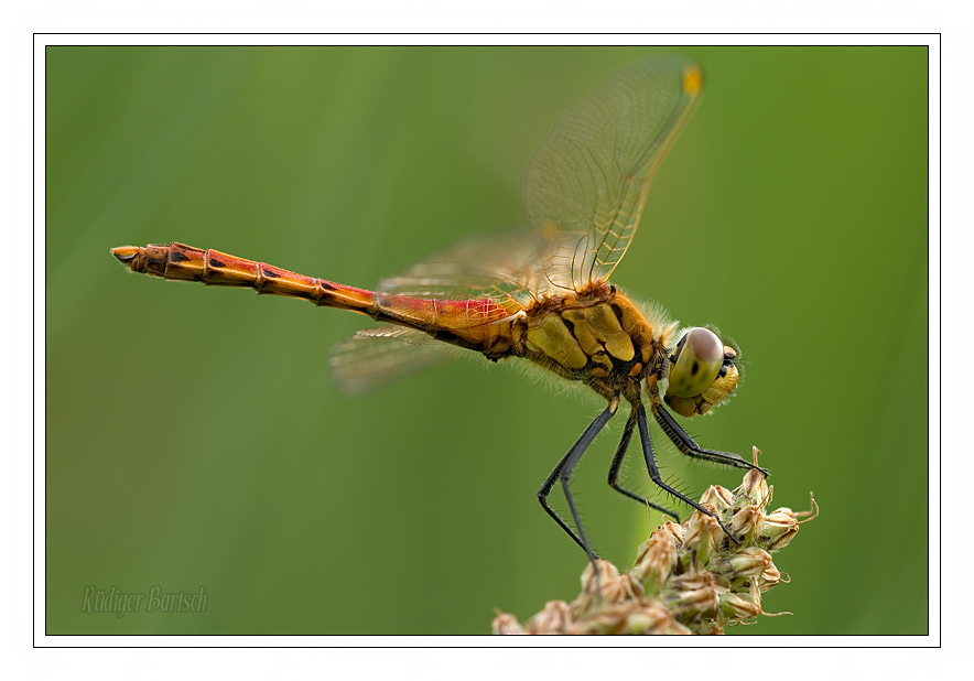 Foto - Bild- Sumpf-Heidelibelle, Sympetrum depressiusculum, M�nnchen