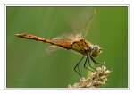 Foto Sumpf-Heidelibelle, Sympetrum depressiusculum, M�nnchen