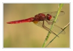 Foto Feuerlibelle, Crocothemis erythraea, M�nnchen