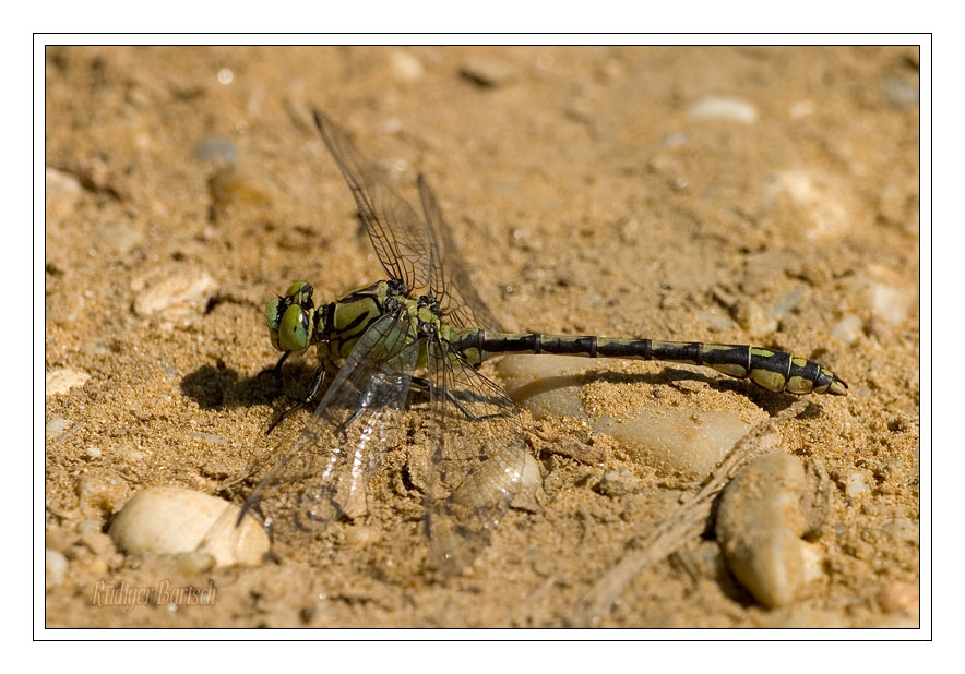 Foto - Bild- Gr�ne Keiljungfer, Ophiogomphus cecilia, M�nnchen