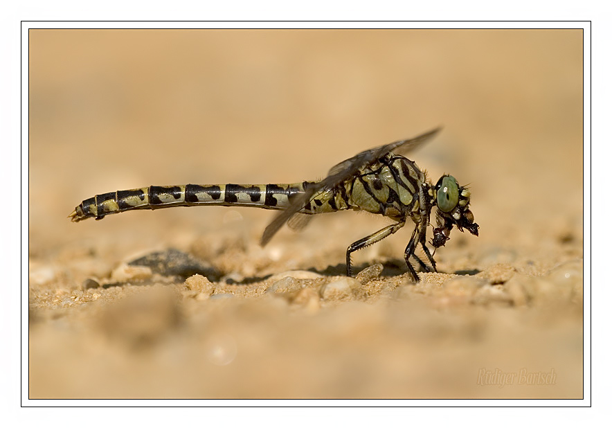 Foto - Bild- Kleine Zangenlibelle, Onychogomphus forcipatus forcipatus, Weibchen