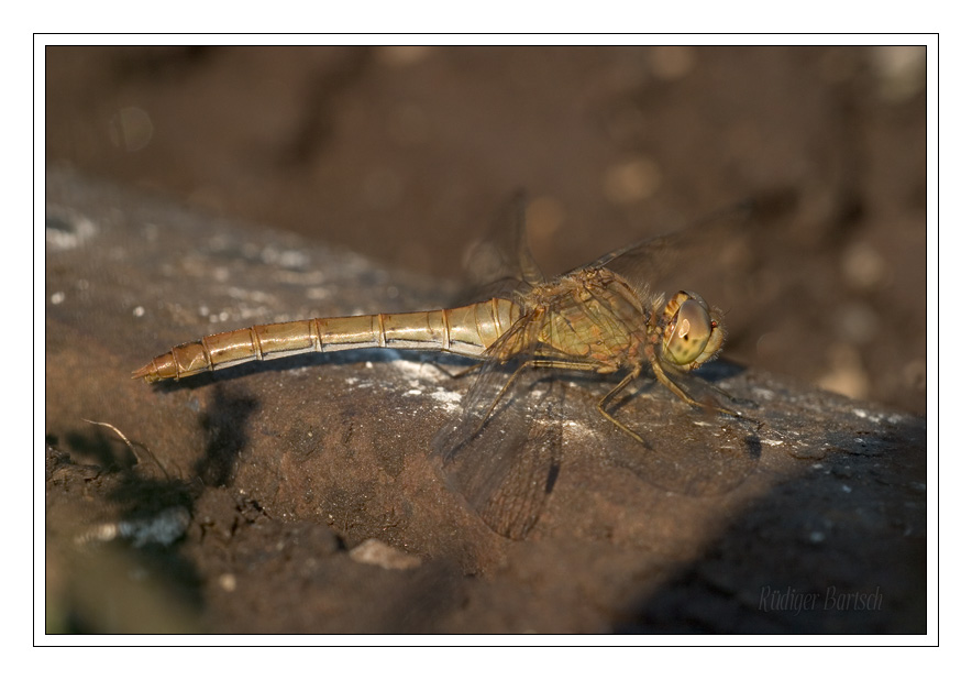 Foto - Bild- S�dliche Heidelibelle, Sympetrum meridionale, Weibchen