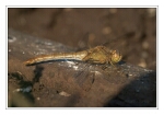 Foto S�dliche Heidelibelle, Sympetrum meridionale, Weibchen