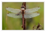 Foto Gemeine Heidelibelle, Sympetrum vulgatum, M�nnchen