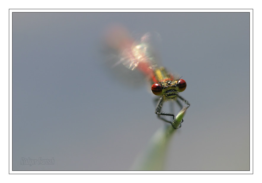 Foto - Bild- Fr�he Adonislibelle, Pyrrhosoma nymphula, M�nnchen